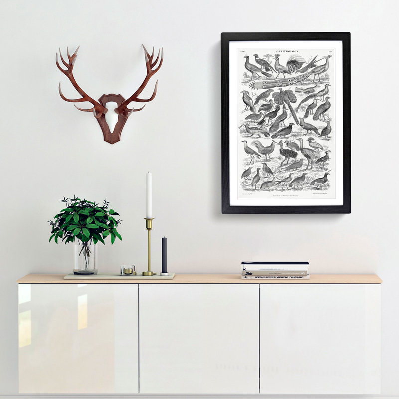 Ornithology Study of Birds LXX by Oliver Goldsmith - Picture Frame Drawing Print, 65cm H x 48cm W x 2cm D, Black Framed