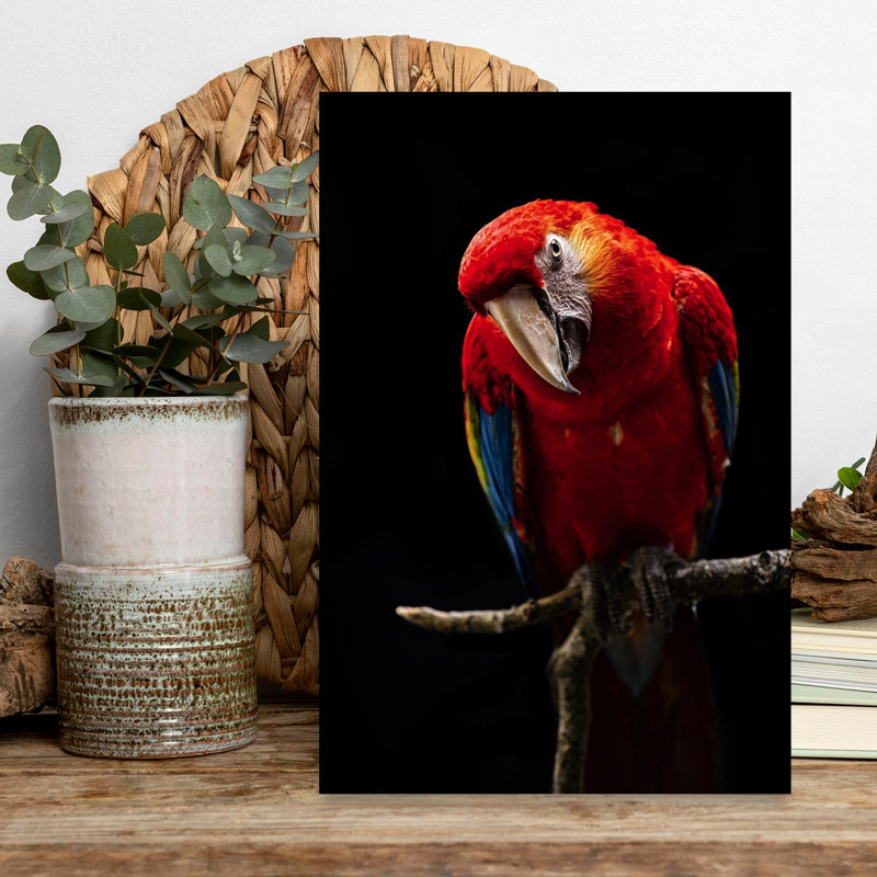 Curious Scarlet Macaw Colorful Vibrant Bird Nature Portrait Wall Art Print by Andi Halil - Print, 45.72cm H x 30.48cm W