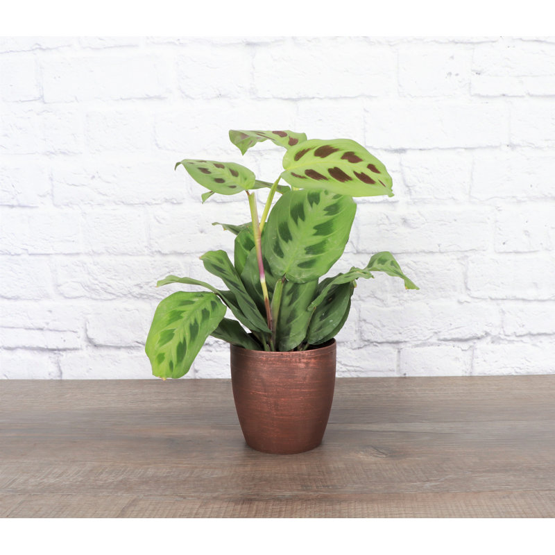 Live Green Prayer Plant in Classic Pot, Copper