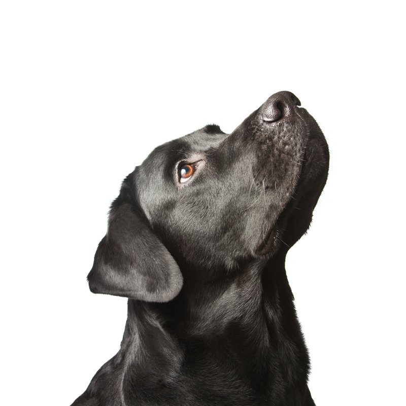 The Dog Black Labrador Looks Upwards Isolated On White - Wrapped Canvas Print, 76Cm H x 51Cm W