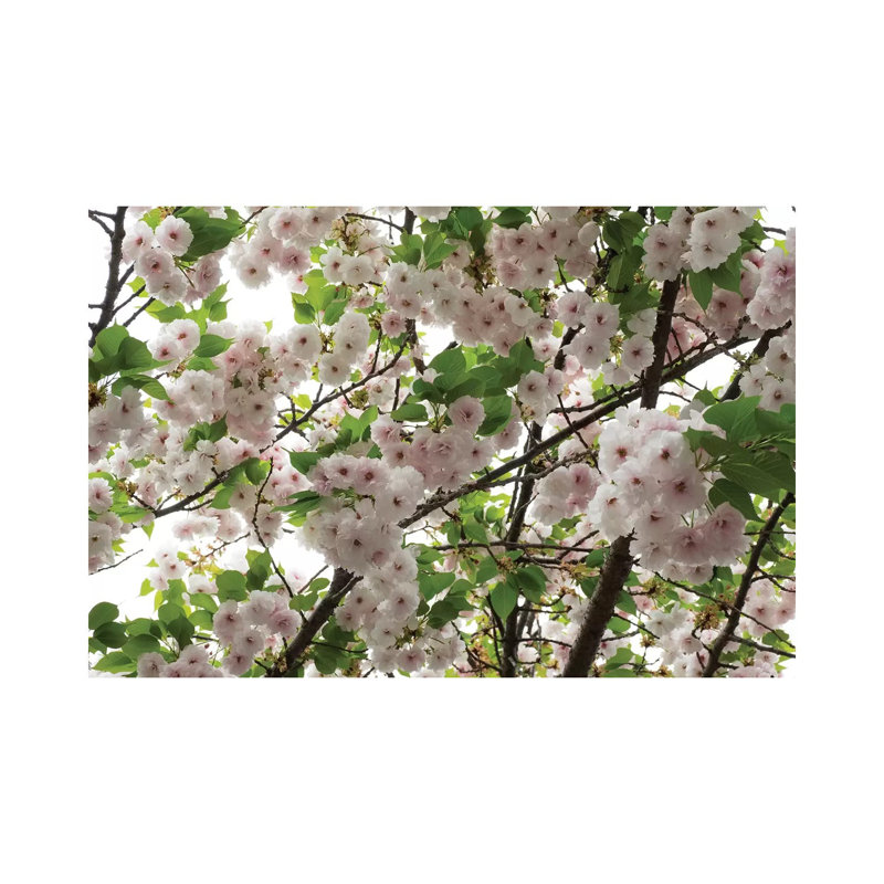 Close-Up Of Cherry Blossom Flowers, Harajuku, Meiji Shrine, Tokyo, Japan by Panoramic Images - Wrapped Canvas Print