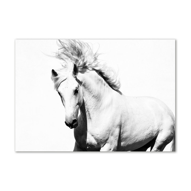 White Horse - Wrapped Canvas Print