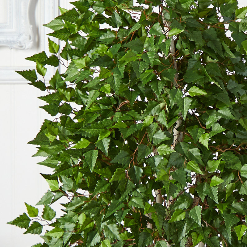 66,5" bouleau ficus plante en pot de fleurs