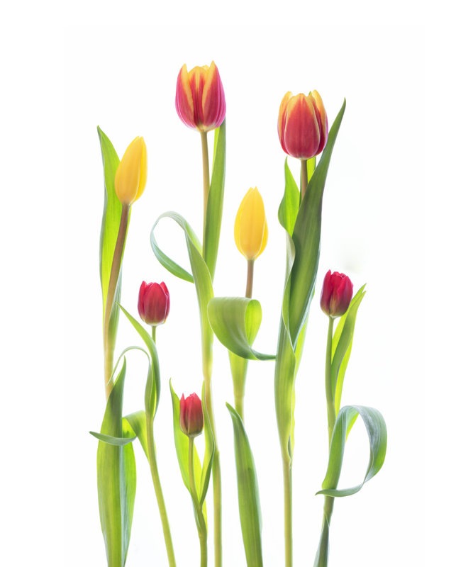 Wrapped Canvas Print, 50.8 cm H x 76.2 cm W