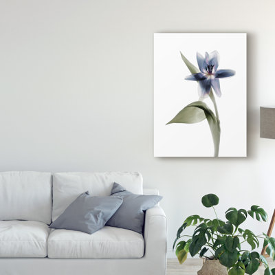« xray tulip vii », peinture sur toile tendue