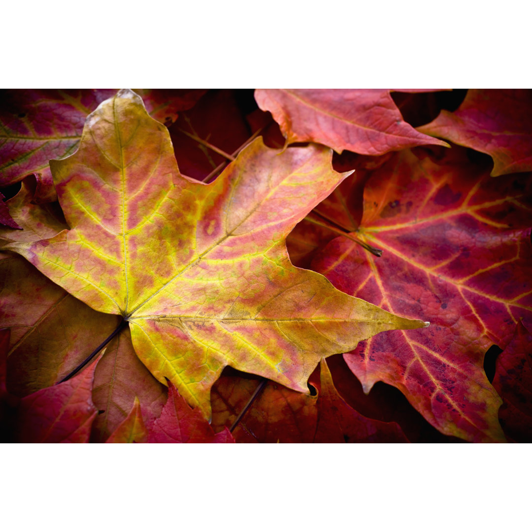 Close Up Of A Pile Of Autumn Maple Leaves von LOVE_LIFE - Drucken