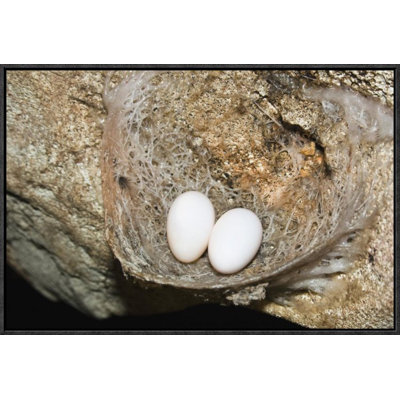 " Edible-Nest Swiftlet Nest With Eggs "