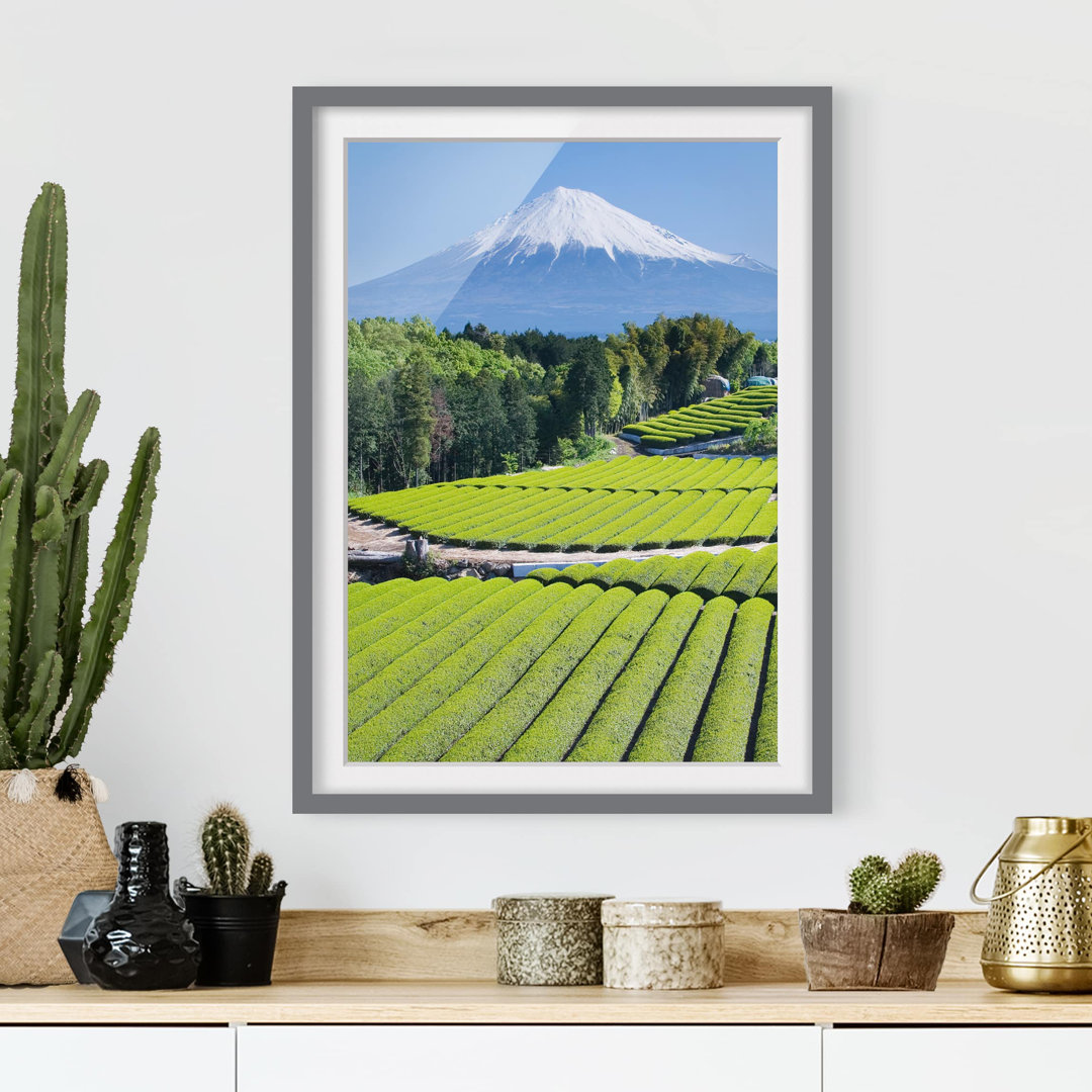 Gerahmtes Papierbild Teefelder vor dem Fuji