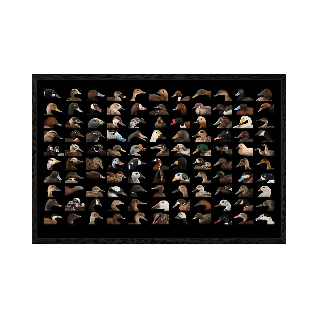 A Composite Of 110 Species Of Ducks And Geese von Joel Sartore - Gallery-Wrapped Canvas Giclée