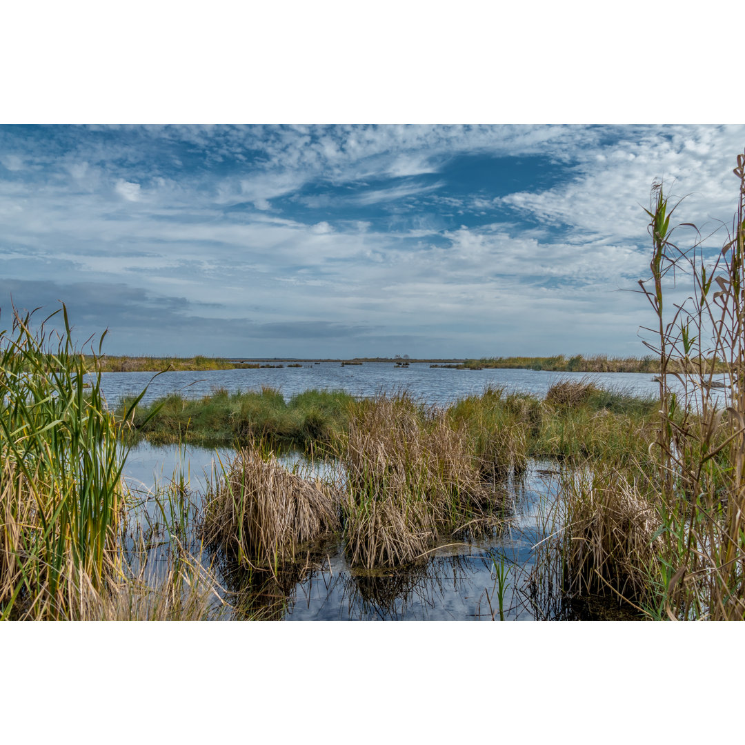 Louisiana Marsh von Entropyd - Leinwandbild