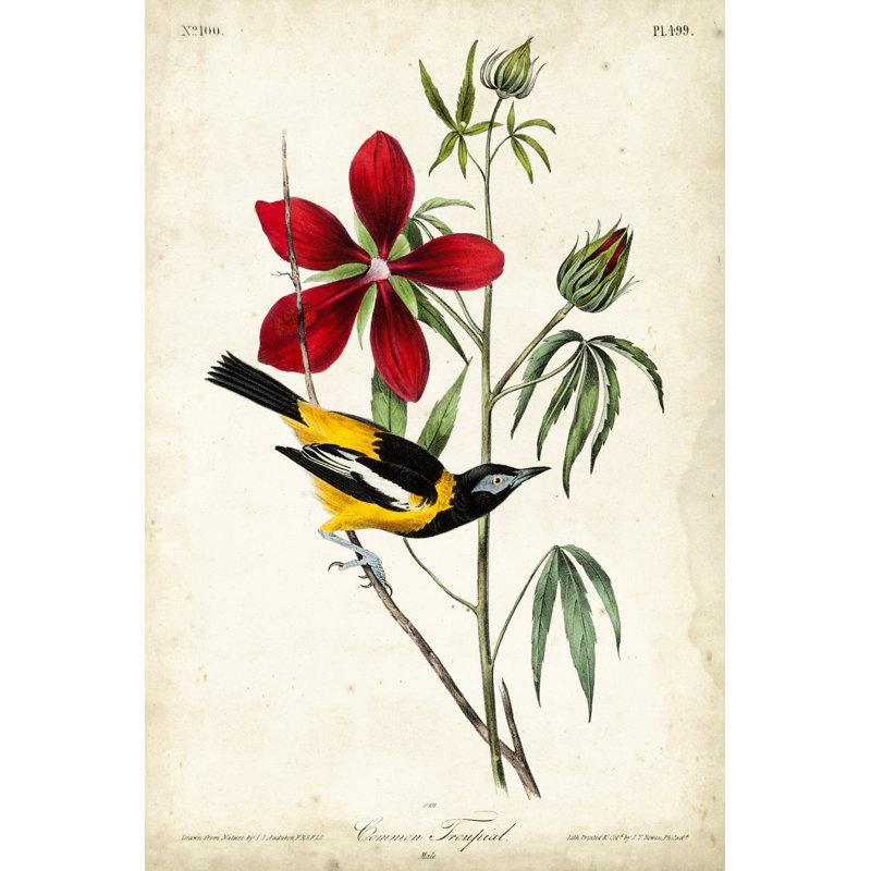Audubon, oiseau et botanique I, H 48 po x l 32 po x P 1,25 po