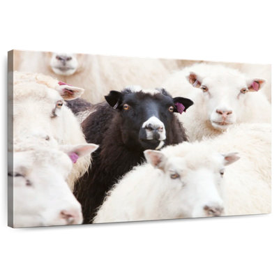 Brampt Standout Black Sheep