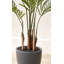 120cm Faux Plant in Cement Pot