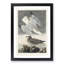 Herring Gulls by John Audubon - Picture Frame Painting Print-55579882-55579885