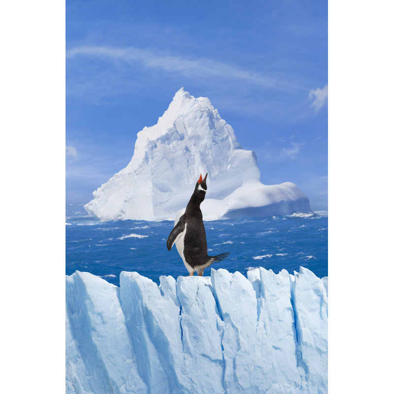 Antarctica Gentoo Penguin - Wrapped Canvas Print, 30cm H x 20cm W x 3.8cm D
