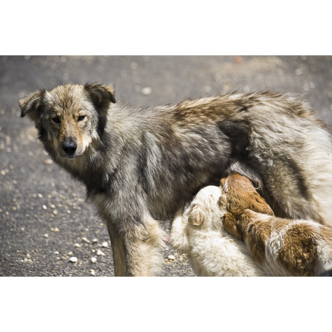 Streunende Hunde von Seraficus - Set ohne Rahmen auf Leinwand