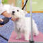177cm H x 118cm W x 60.9cm D Adjustable and Foldable Dog Folding Grooming Table-1737592011