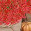 Arrangement violet-423047947