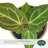 4" Anthurium Clarinervium