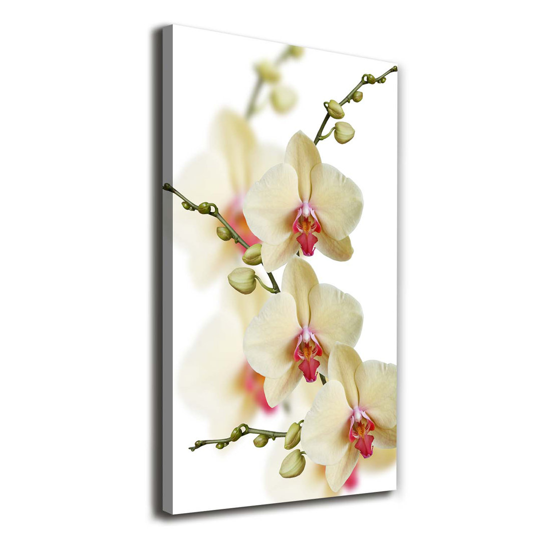 Orchidee - Kunstdruck auf Leinwand - Wrapped Canvas