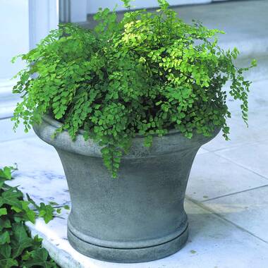 Campania International, Inc Giulia Pot Planter