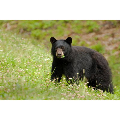Black Bear Eating Grass In Wild Flower Meadow by BirdImages - No Frame Art Prints on Canvas
