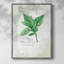 Fraîcheur de basilic, reproduction encadrée - bois massif-215438988