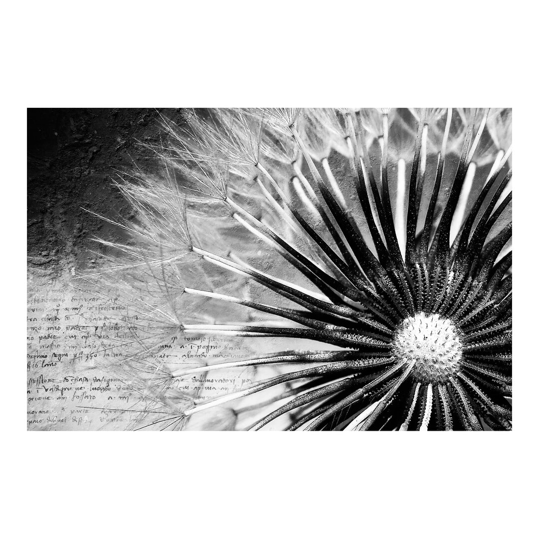 Matt Fototapete Pusteblume 1,9 m x 288 cm