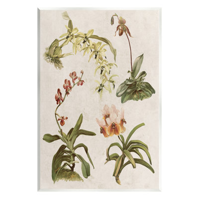 " Vintage Latin Study Flowers Nature " by Lil' Rue