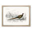 Pheasant Illustration by Charles D' Orbigny - Picture Frame Painting Print-55583017-55583021