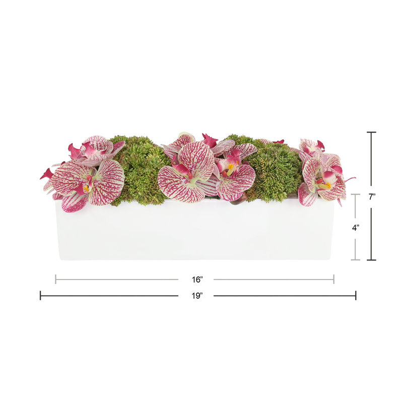 Orchid and Sedum Arranged in Fiberstone Planter, Pink, 7" H x 19" W x 8.5" D
