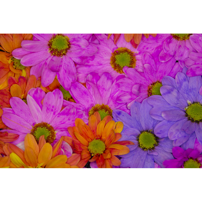 Fleurs par Valagrenier, H 32 po x l 48 po