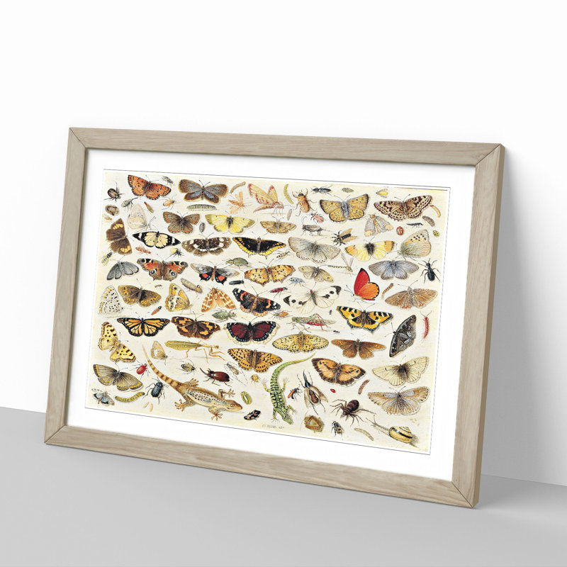 Butterflies and Insects Vol.1 by Jan Van Kessel - Picture Frame Painting, 36cm H x 48cm W x 2cm D, Oak Framed