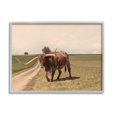 " Longhorn Cattle Grazing Scenic Countryside Landscape "
