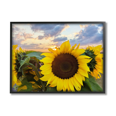 Tournesol jaune vif en fleurs au lever du soleil, cadre photo sur panneau de fibres à densité moyenne