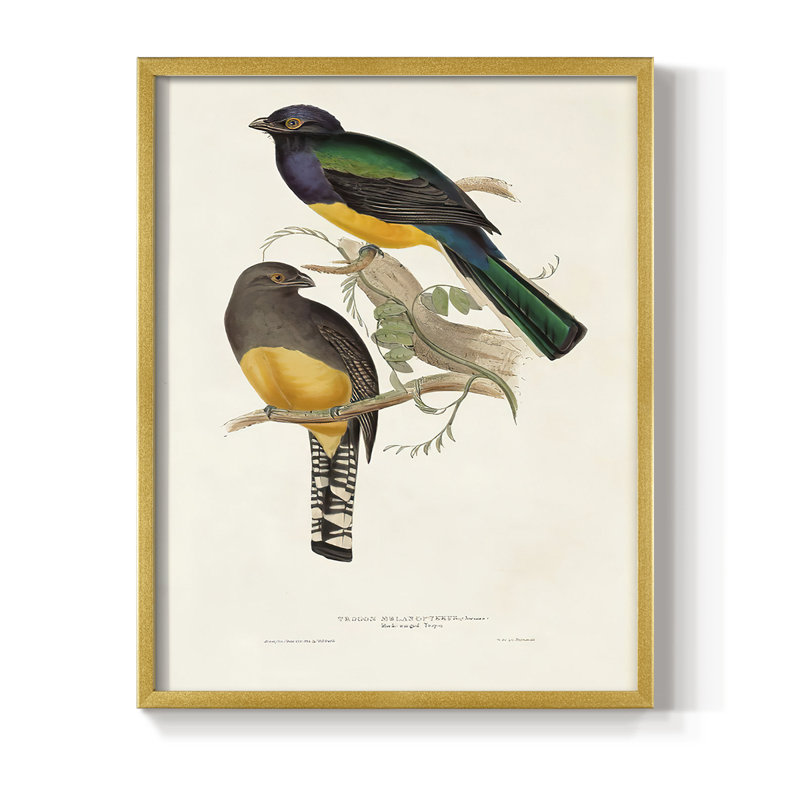 Impression encadrée Elegant Trogons III - bois massif, H 20 po x l 16 po