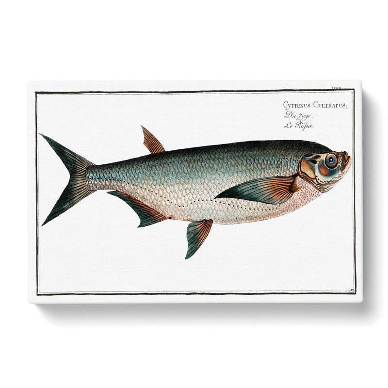 Knife Carp Fish by M.E. Bloch - Wrapped Canvas Print, 60cm H x 91cm W x 3cm D