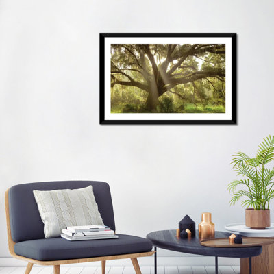 " Beautiful Southern Live Oak tree, Flordia " Print