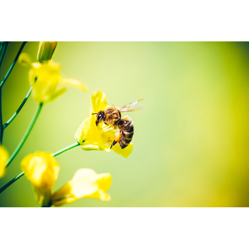 Honeybee at Work by Borchee, 8" H x 12" W