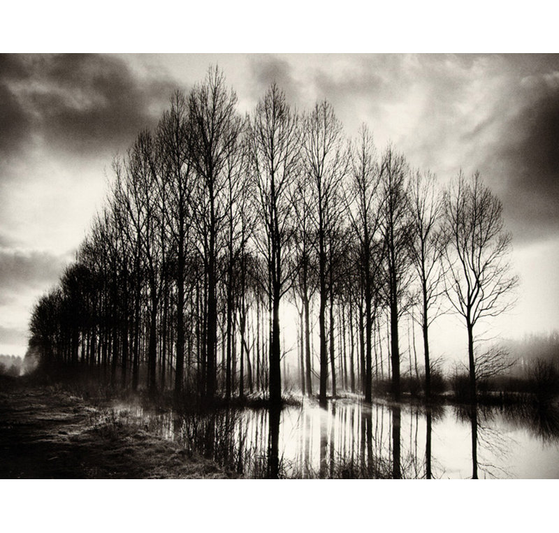 Trees In Normandy, 18" H x 24" W