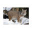 Bobcat In The Snow, Kalispell, Montana by Matthias Breiter - Wrapped Canvas Print-1052959417