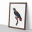 Bronze Winged Parrot by F. Levaillant - Picture Frame Graphic Art Print-55512859-55512865