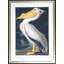 American White Pelican Print by Audubon
