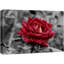Flower Blossom «Red Rose Close Up With Water Droplets Calm Dark» sur-99543695