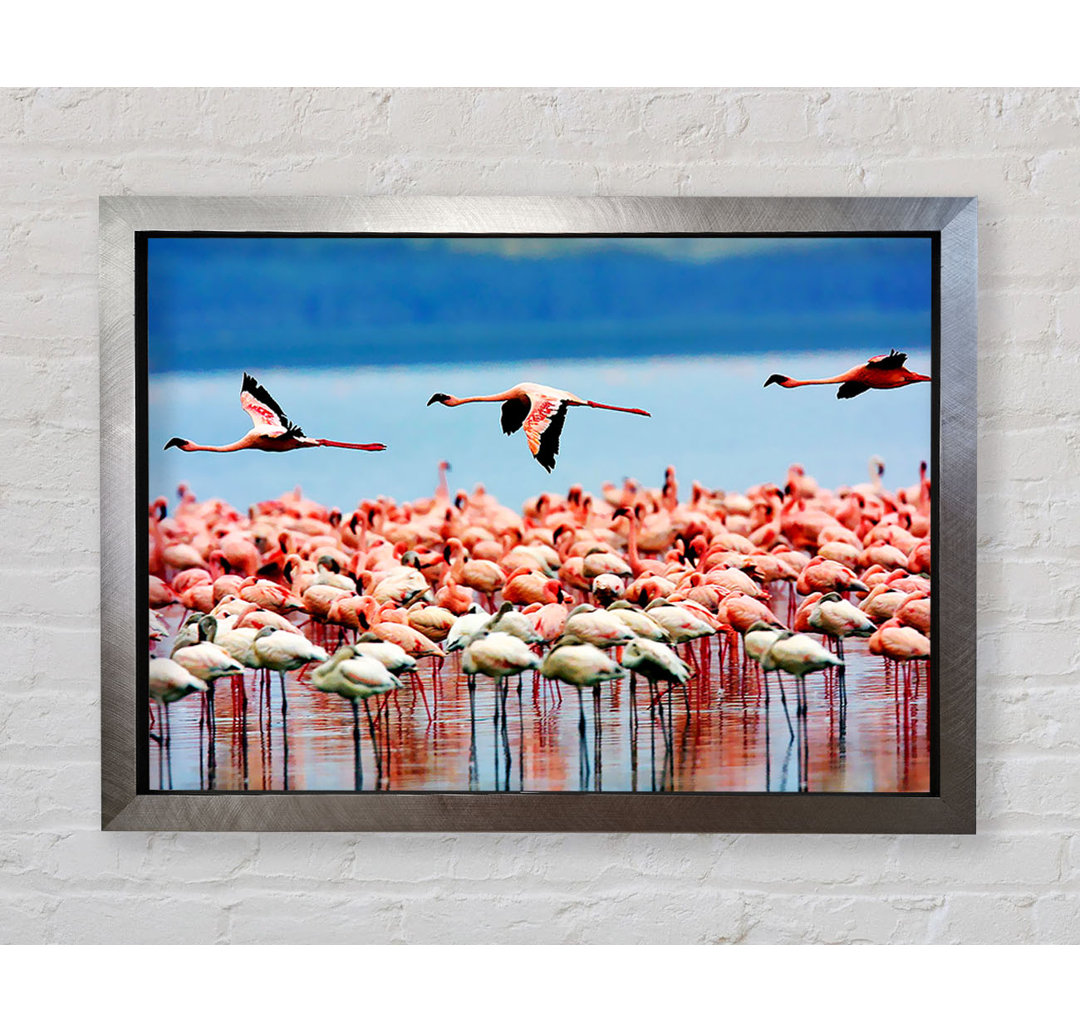 Rosa Flamingos im Flug - Einzelne Bilderrahmen Kunstdrucke