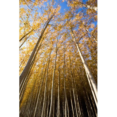 " Tall Poplars "