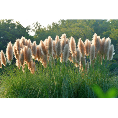 Red Pampas Grass by Magicflute002 - Wrapped Canvas Print