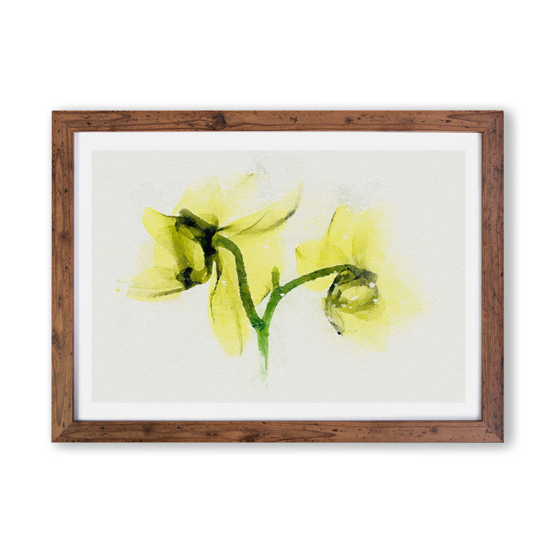 Yellow Orchid Flower - Framed Print, 33cm H x 45cm W x 2cm D, Walnut