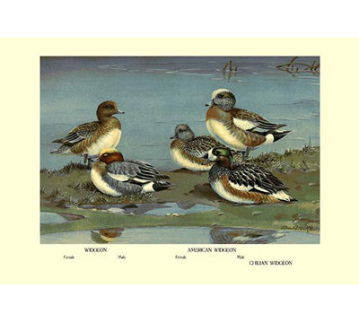 Widgeon Ducks by Allan Brooks Graphic Art