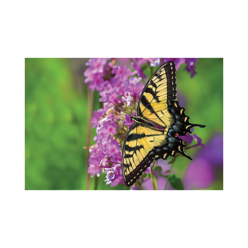 Splash Of Color by David Gardiner - Wrapped Canvas Print, 8"H x 12"W
